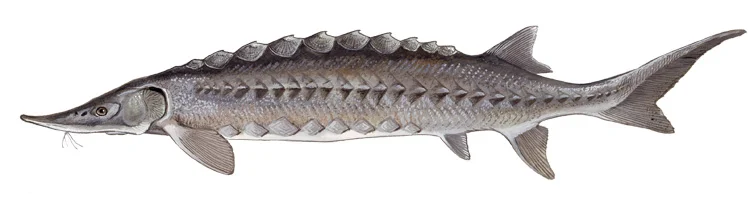 Atlantic Sturgeon