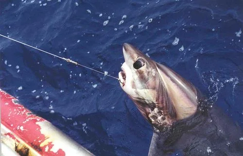 Bigeye Thresher