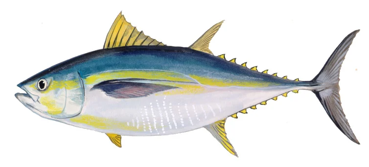 Bigeye Tuna