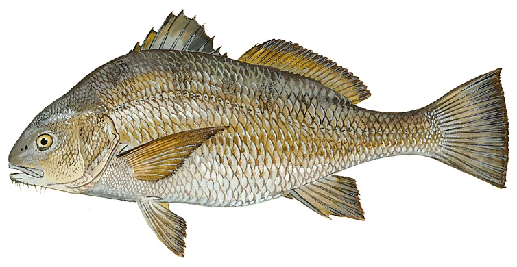 Black Drum