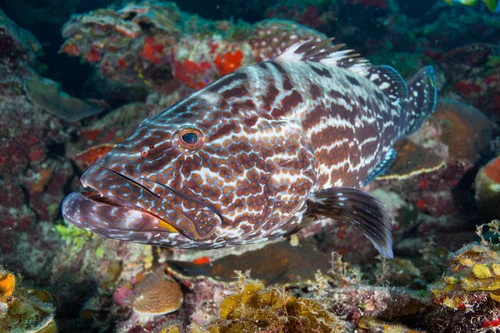 Black Grouper