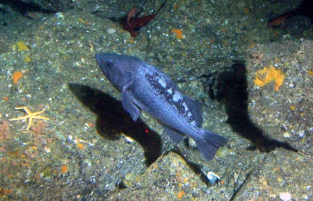 Black Rockfish