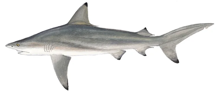 Blacktip Shark
