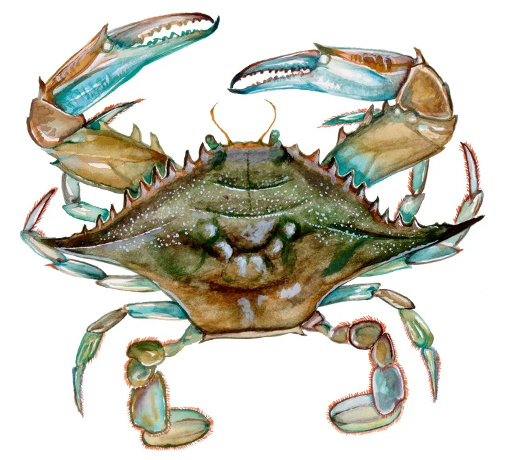 Blue Crab