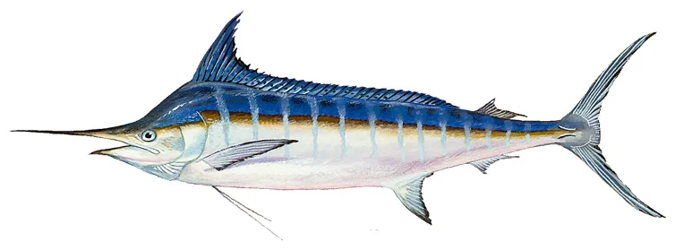 Blue Marlin