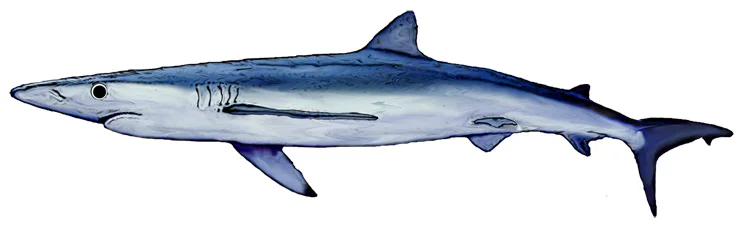 Blue Shark