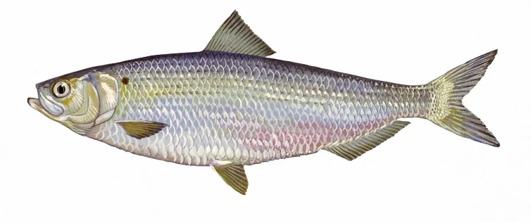 Blueback Herring
