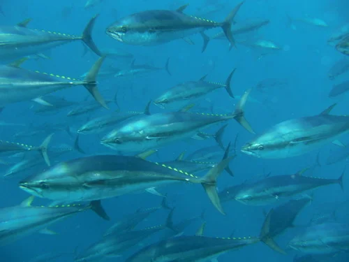 Bluefin Tuna