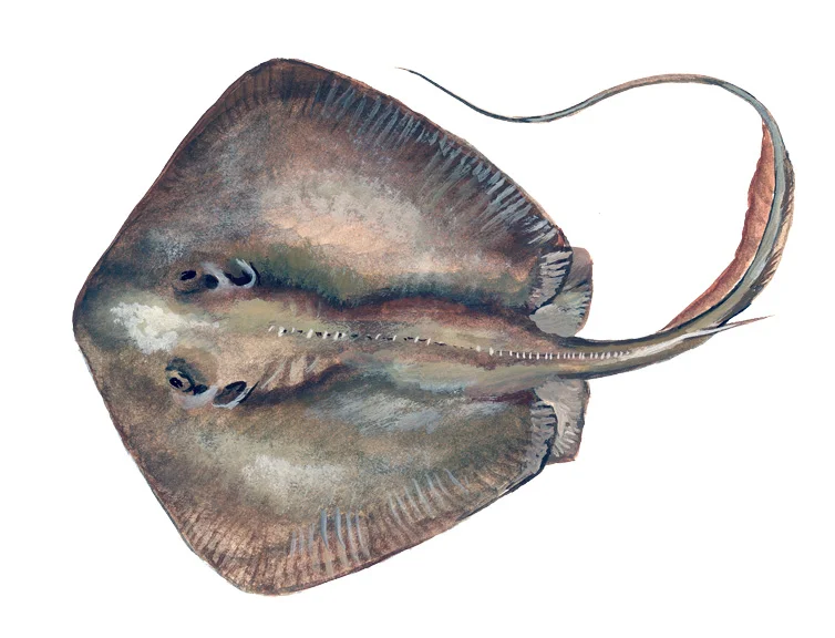 Bluntnose Stingray