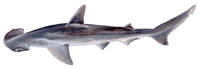 Bonnethead Shark