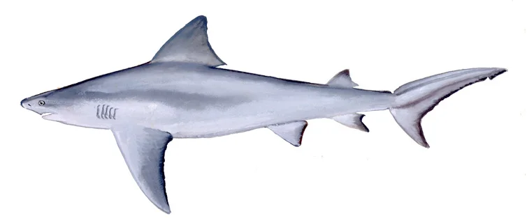 Bull Shark