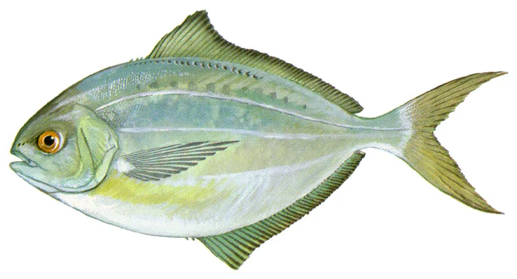 Butterfish