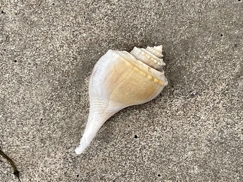 Channeled Whelk