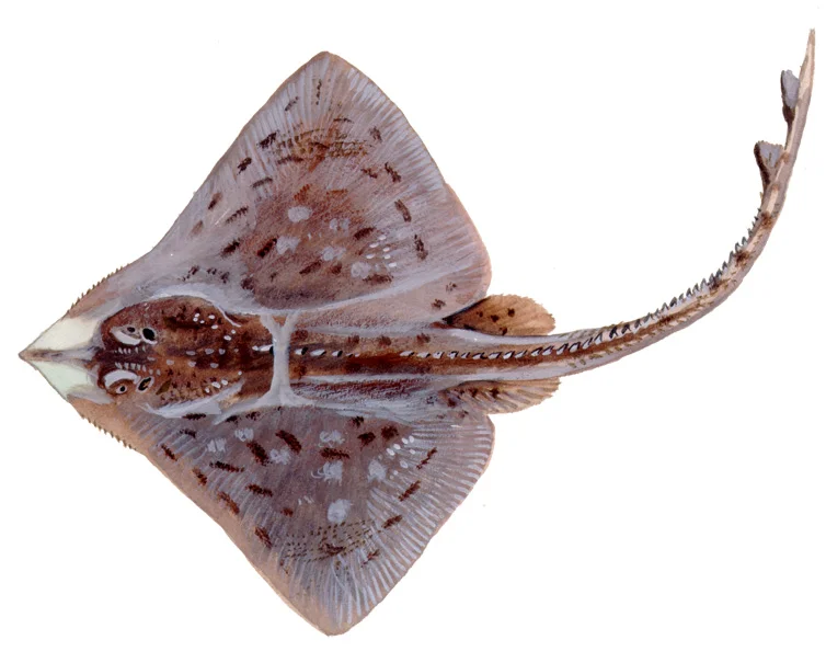 Clearnose Skate