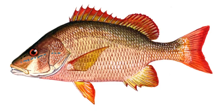 Dog snapper
