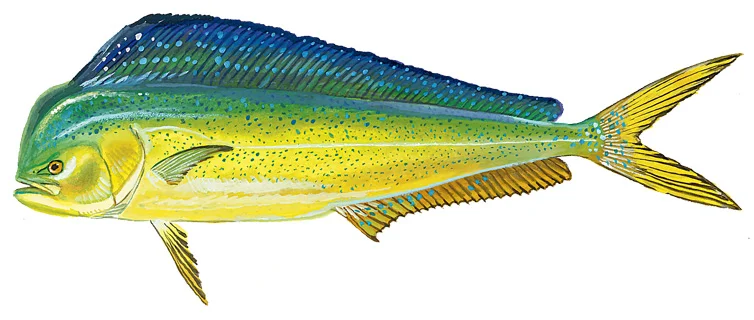 Dolphinfish