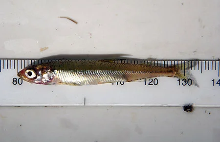 Eulachon