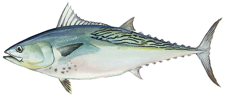 False Albacore