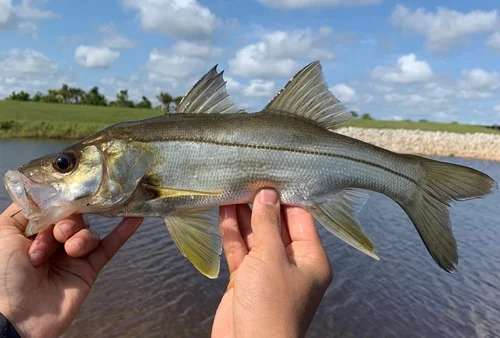 Fat Snook