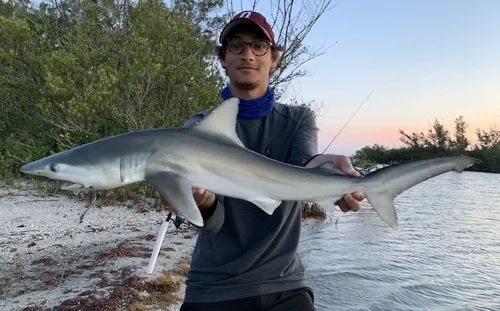Finetooth Shark