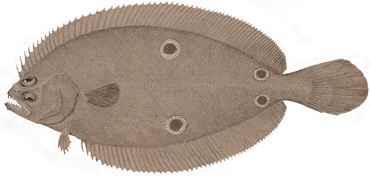 Four-Spot Flounder