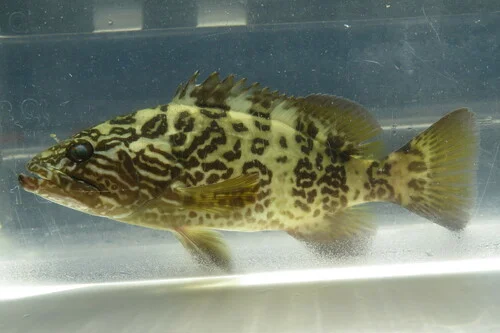 Gag Grouper