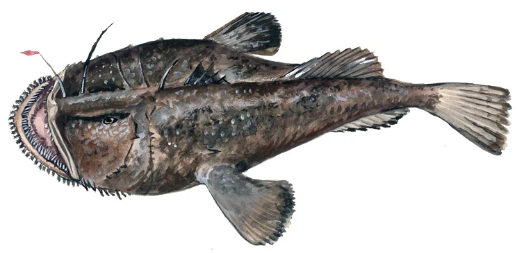 Goosefish (Monkfish)