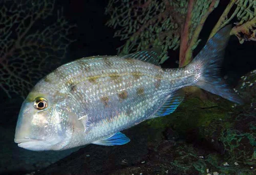 Grass Porgy