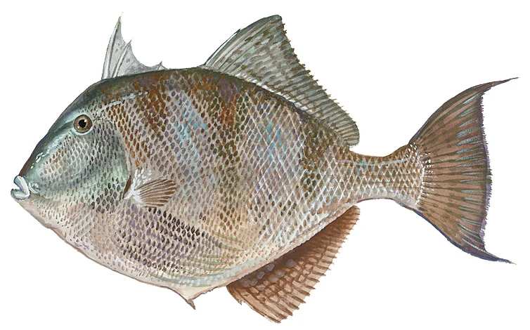 Gray Triggerfish