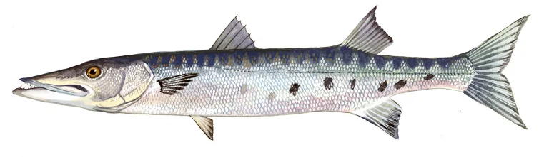 Great Barracuda