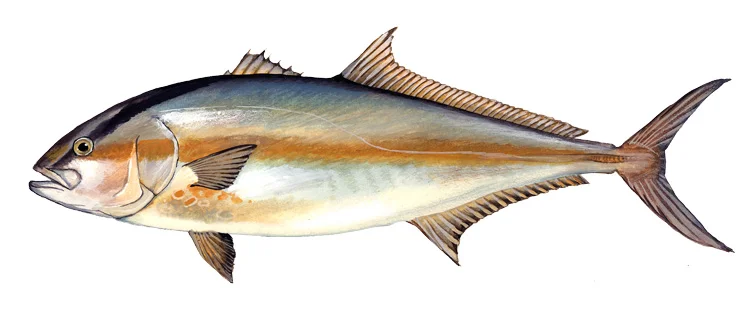 Greater Amberjack