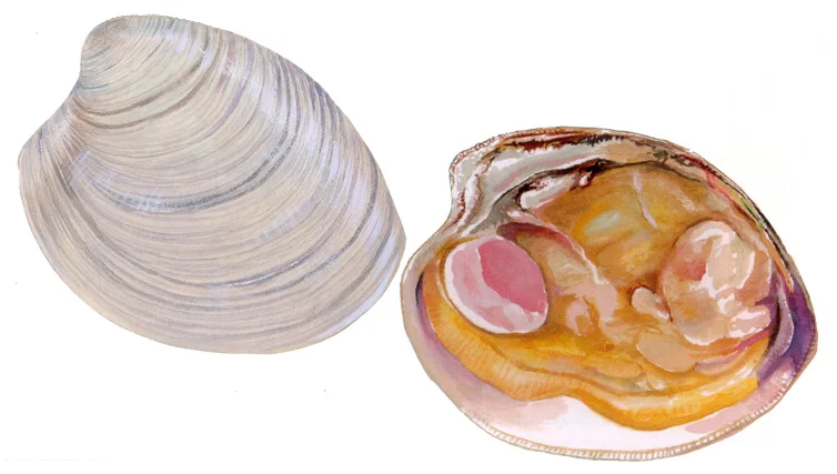 Hard Clam