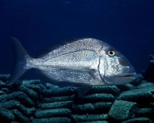 Jolthead Porgy