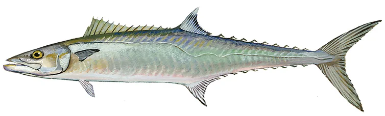 King Mackerel