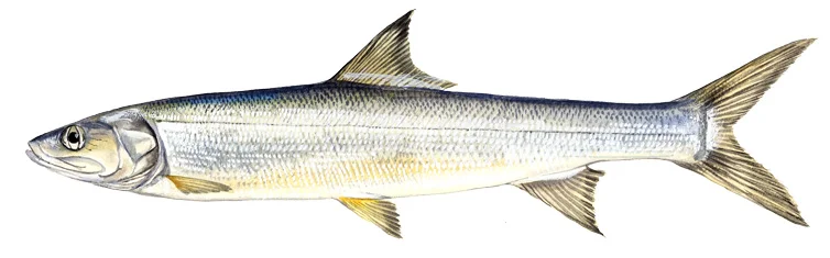 Ladyfish