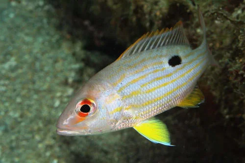 Lane Snapper