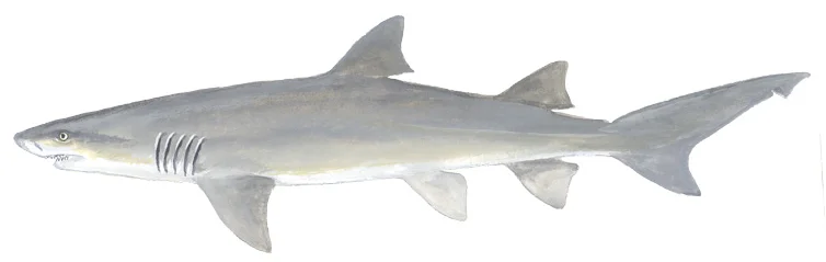 Lemon Shark