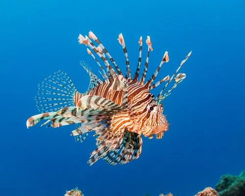 Lionfish – Pterois volitans