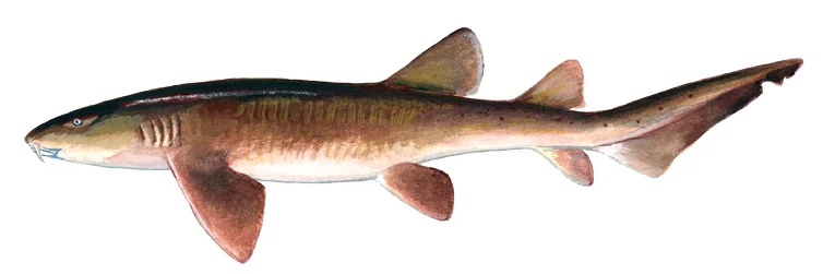Nurse Shark