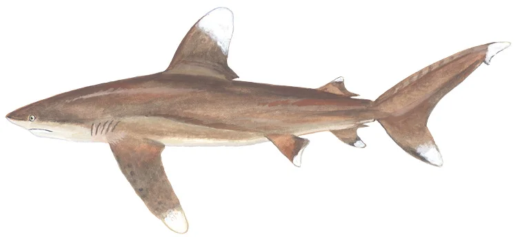 Oceanic Whitetip Shark