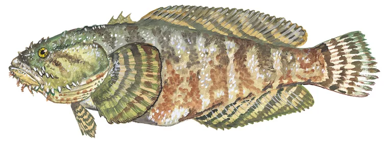 Oyster Toadfish