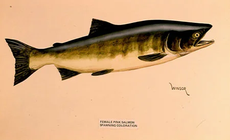 Pink Salmon