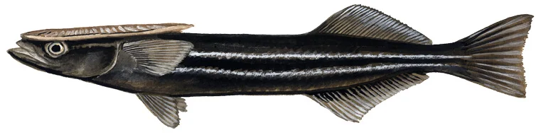 Remora