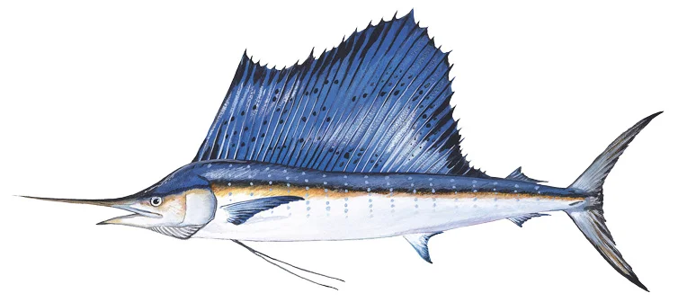 Sailfish