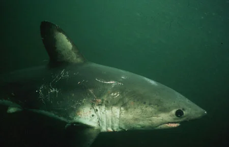 Salmon Shark