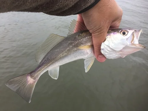 Sand Seatrout