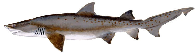Sand Tiger Shark