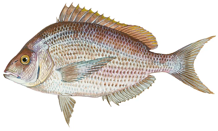 Scup