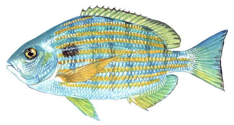 Sea Bream