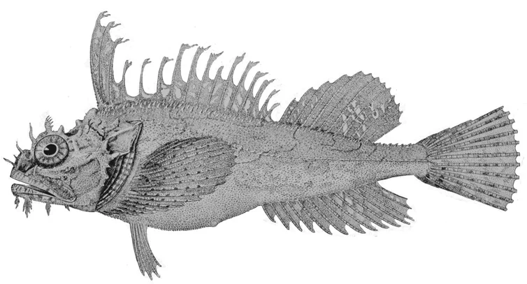 Sea Raven